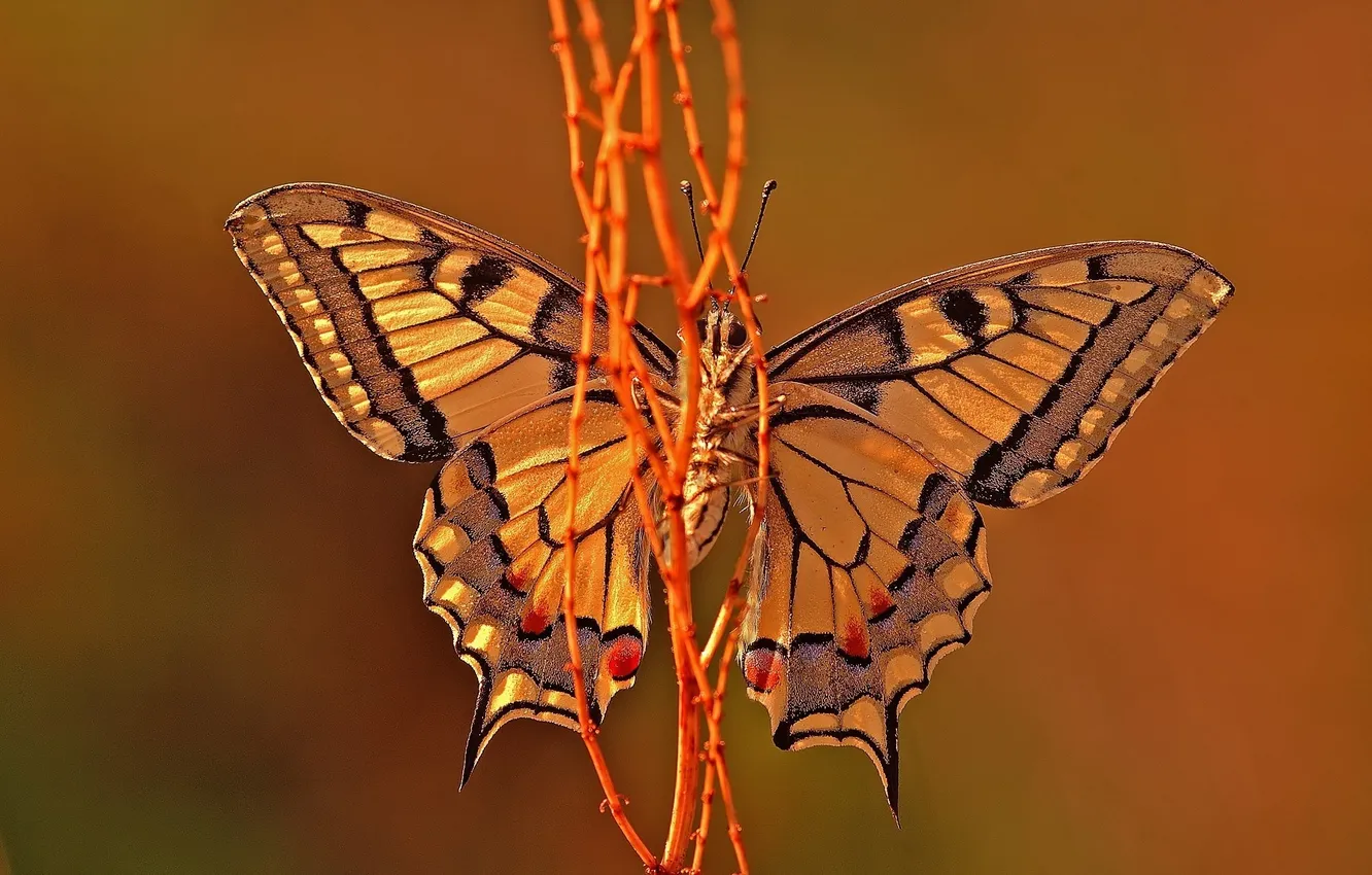 Фото обои бабочка, насекомое, желтая, веточки, стебелек