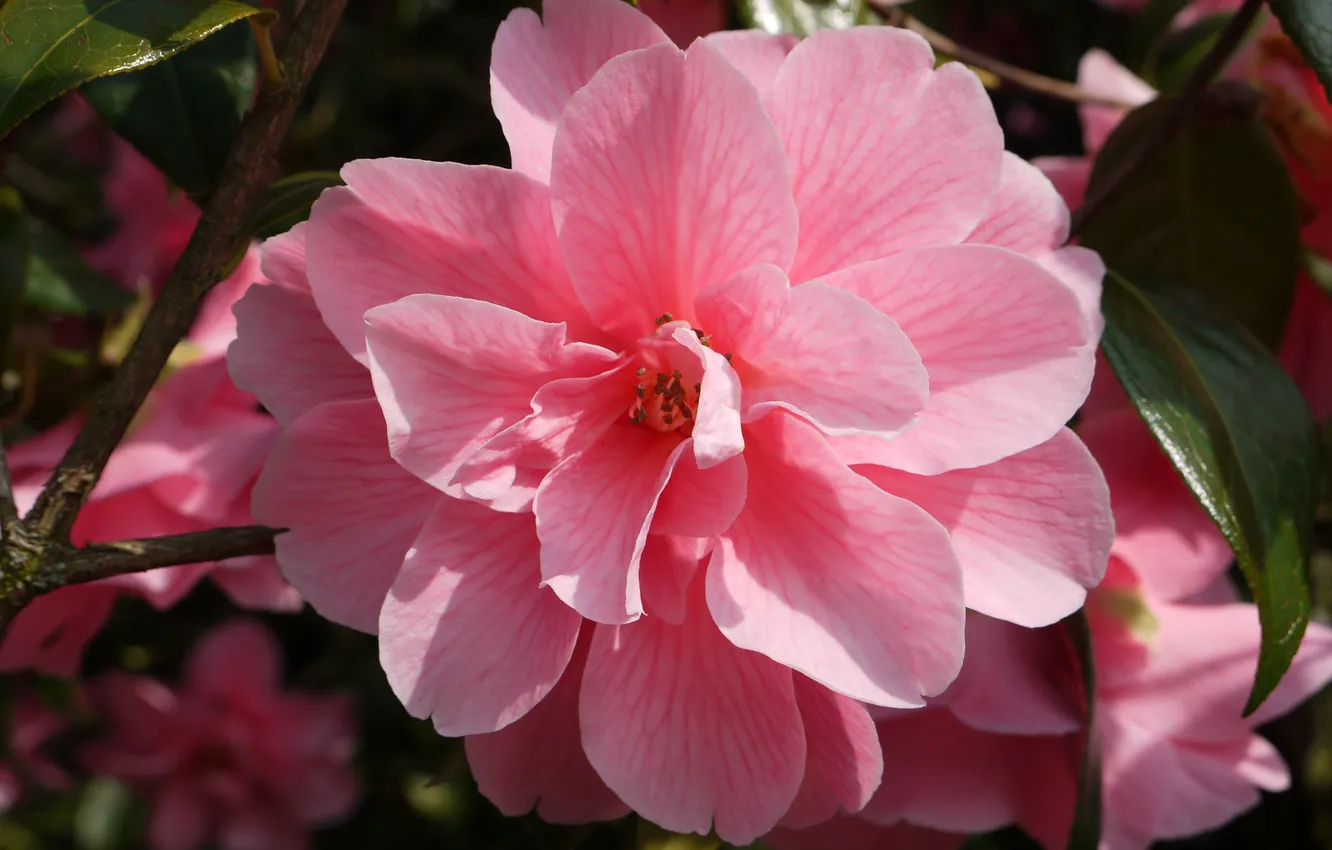 Фото обои цветок, розовый, ветка, весна