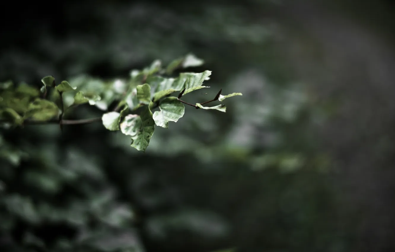Фото обои листья, макро, природа, ветка, размытость, паучок