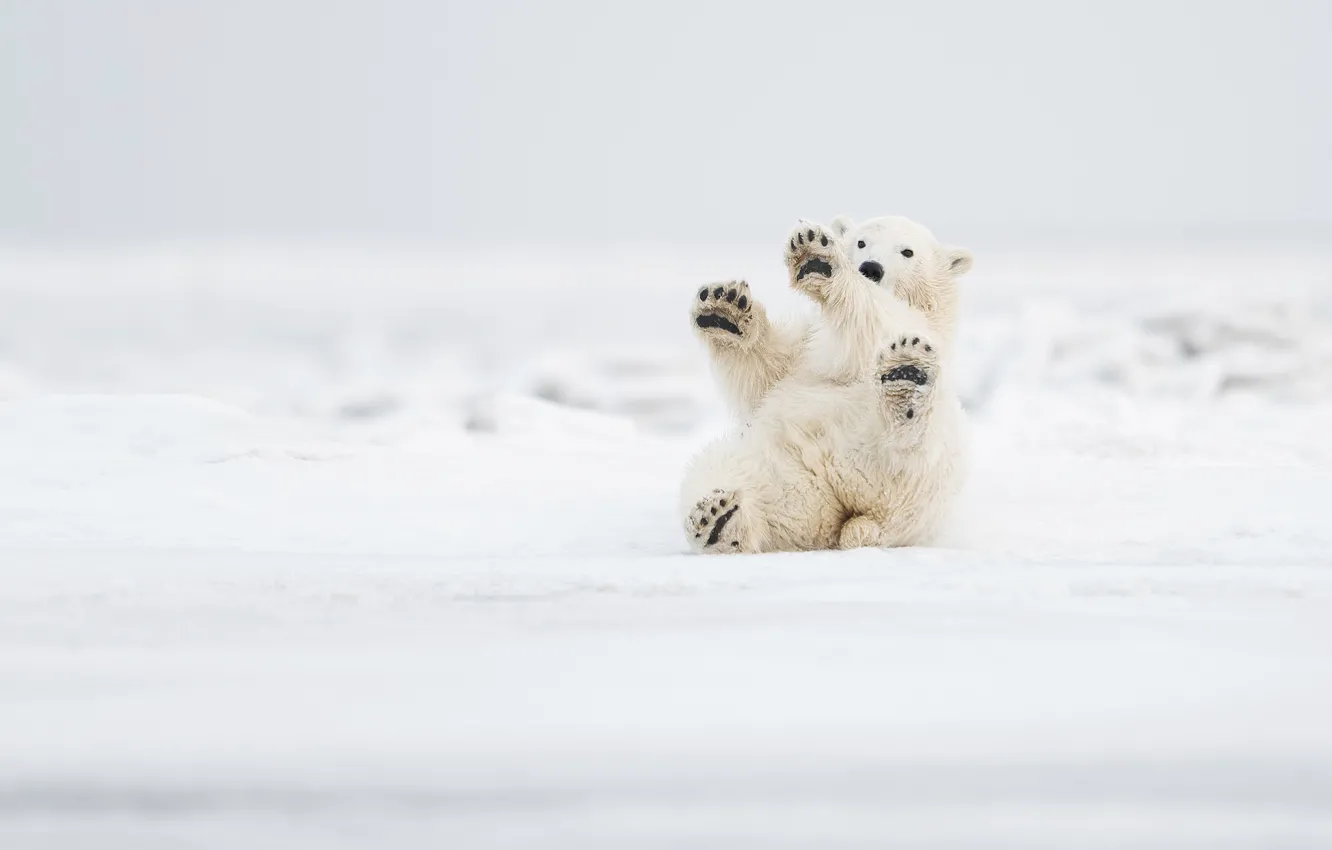 Фото обои снег, игра, лапы, Аляска, медвежонок, Полярный медведь, Белый медведь