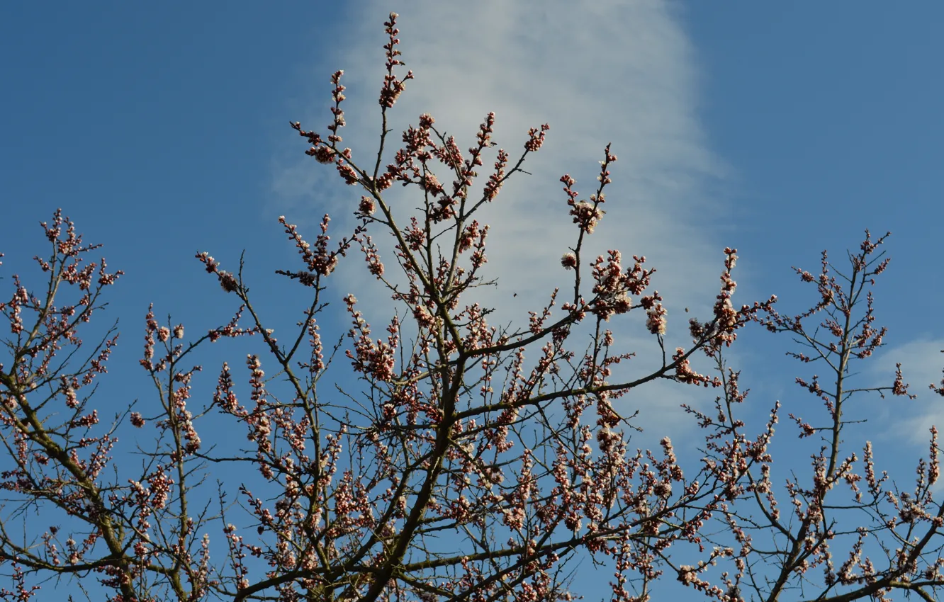 Фото обои весна, почки, цветущий абрикос, дерево небо