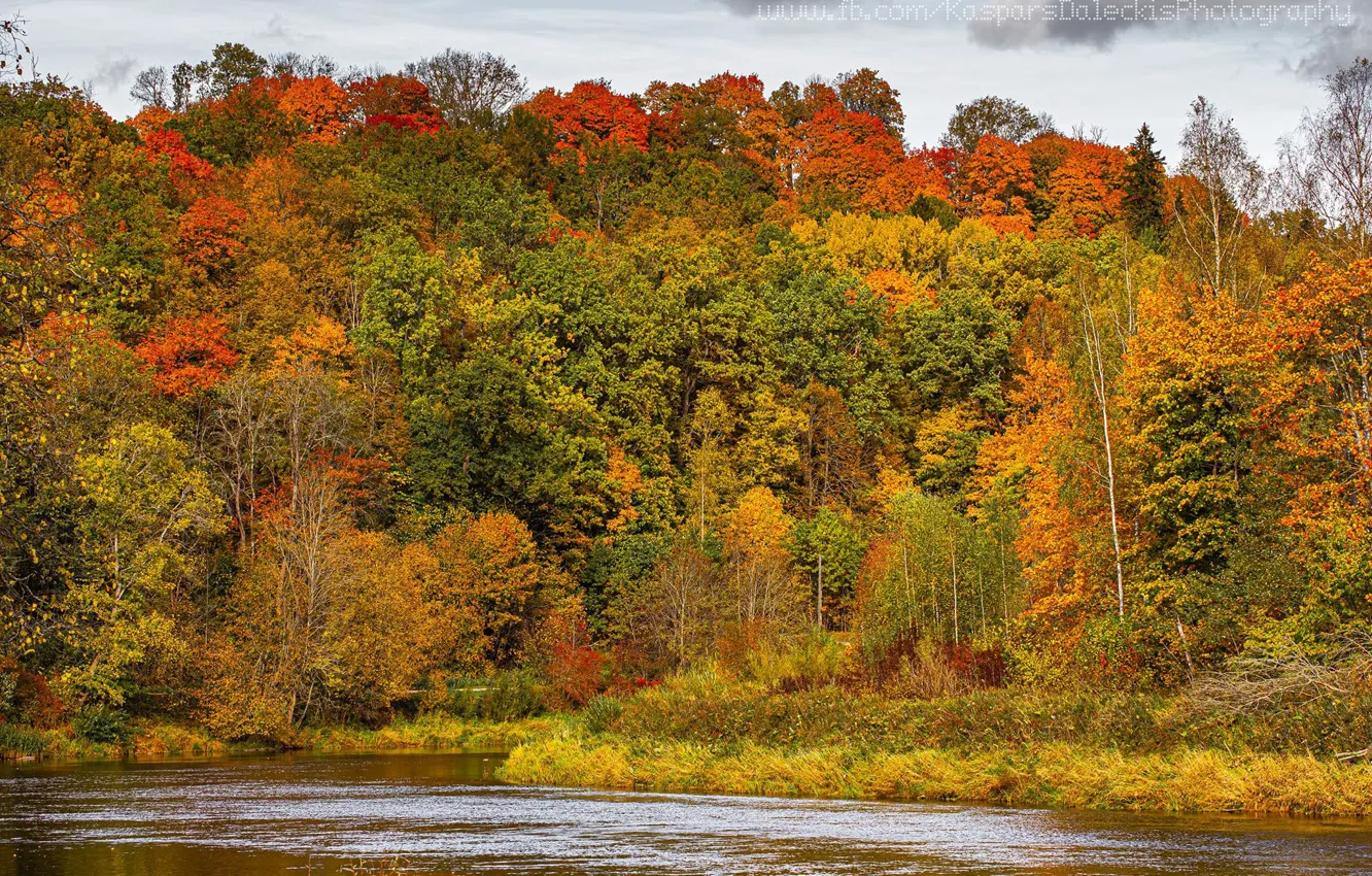 Фото обои осень, вода, деревья, красочно