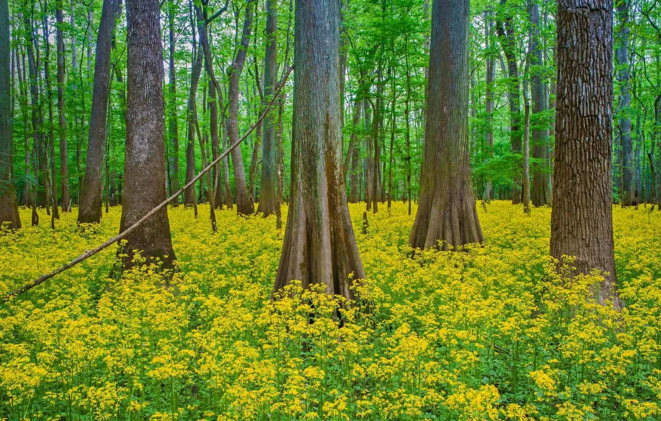 Фото обои лес, деревья, цветы, Южная Каролина, США, Congaree National Park