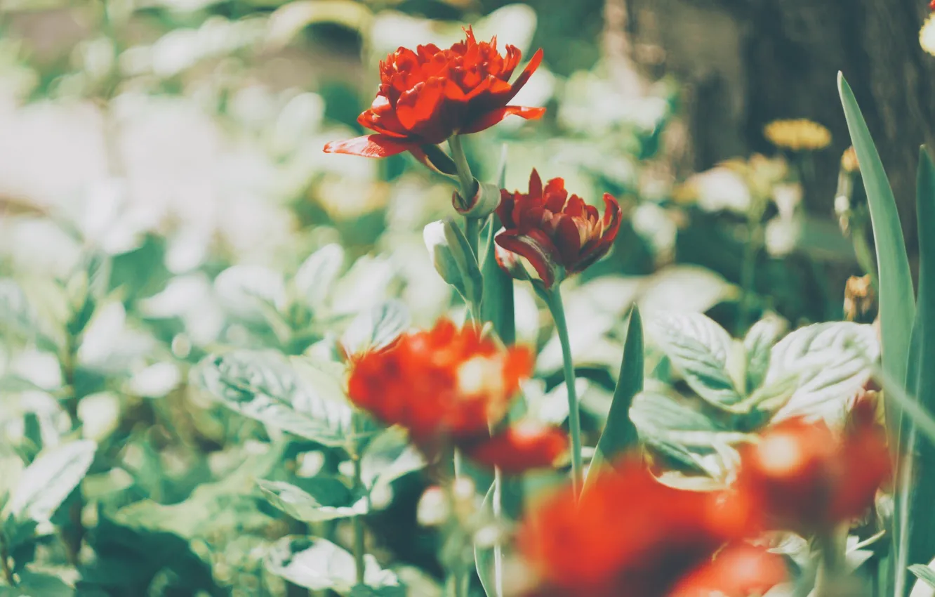 Фото обои зелень, трава, цветы, обои, весна, тюльпаны, красные, wallpaper