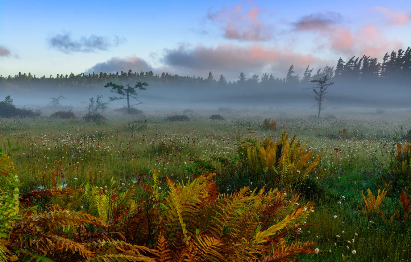 Фото обои осень, лес, пейзаж, природа, туман, утро, луг, травы