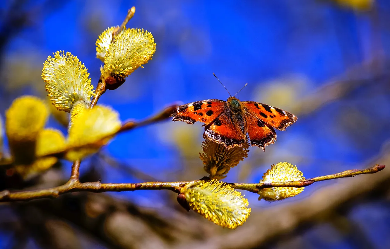 Фото обои небо, природа, бабочка, ветка, весна, верба