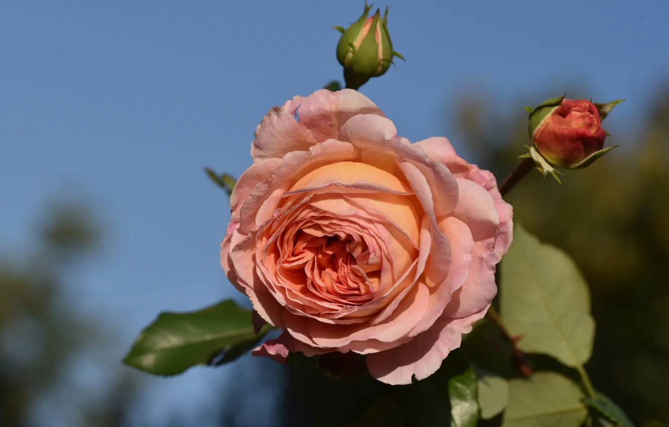 Фото обои цветок, фон, розовая, роза, сад, бутон, персиковая