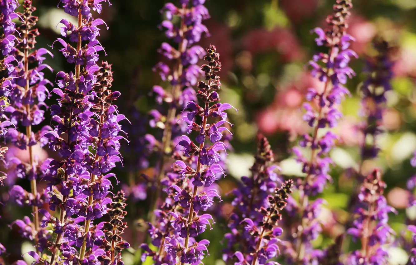 Фото обои purple, blooming, Sage