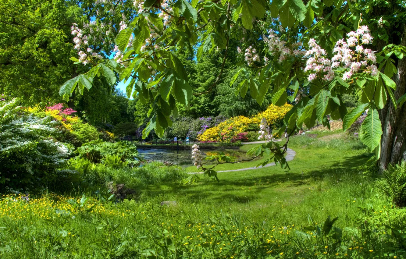 Фото обои зелень, трава, природа