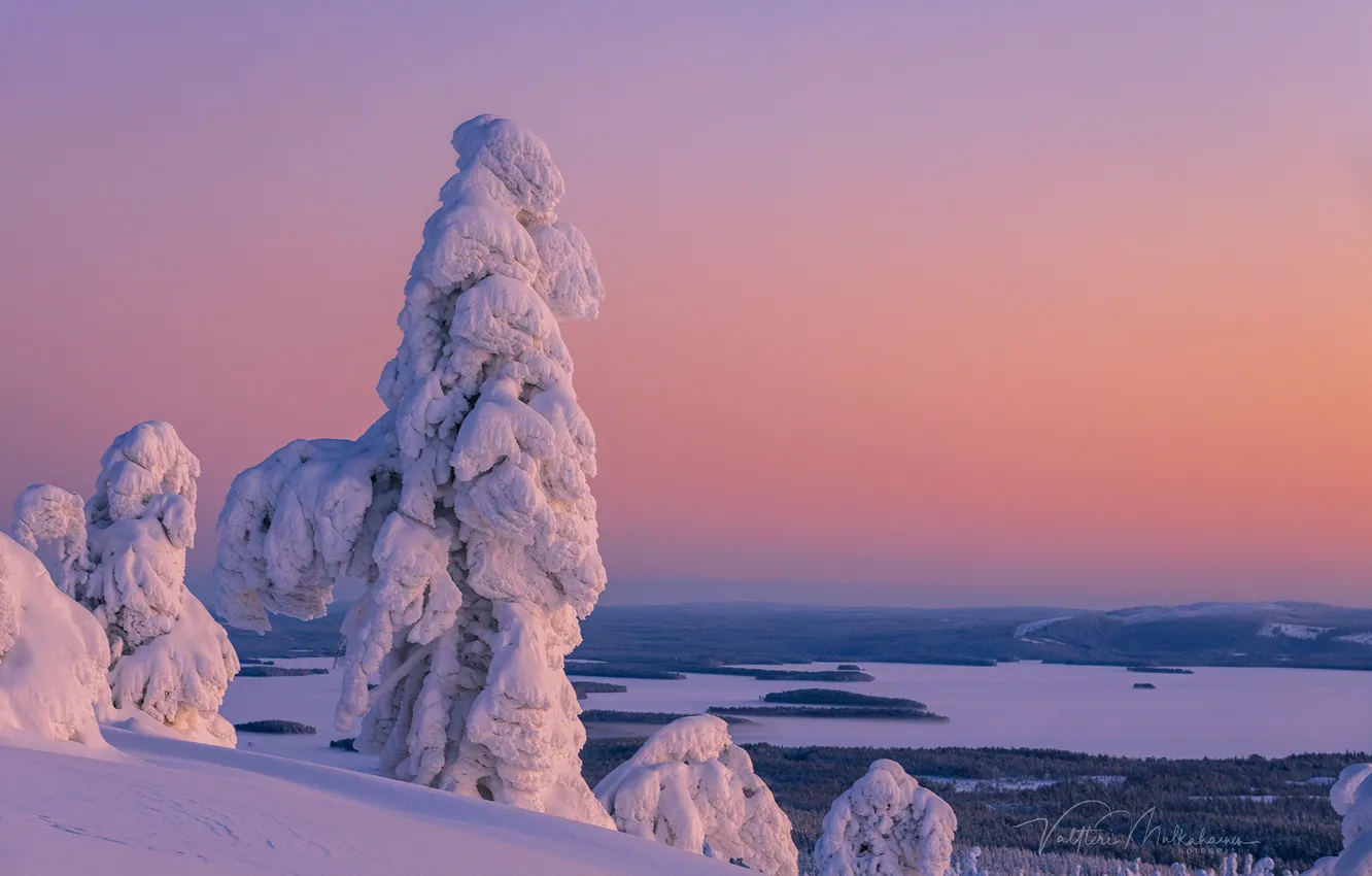 Фото обои зима, снег, деревья, пейзаж, природа, утро, леса, Финляндия