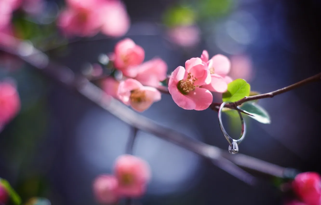 Фото обои цветок, листья, макро, свет, природа, блики, веточка, розовый
