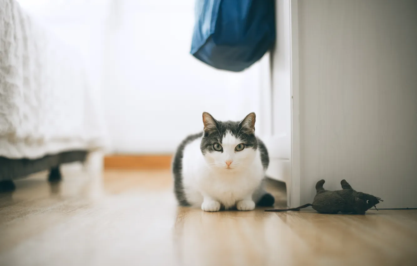 Фото обои cat, animal, floor