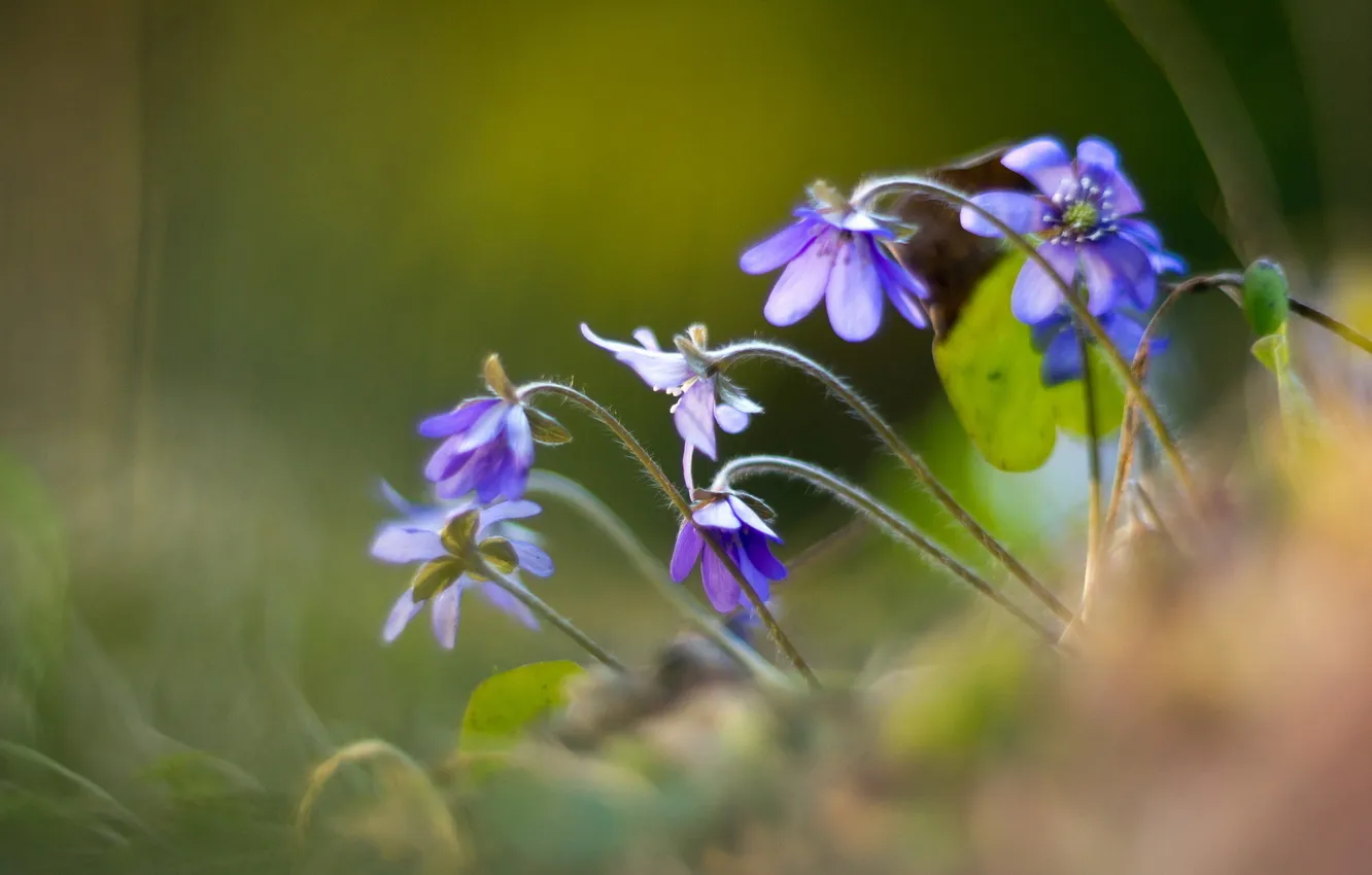 Фото обои цветы, природа, Hepatica