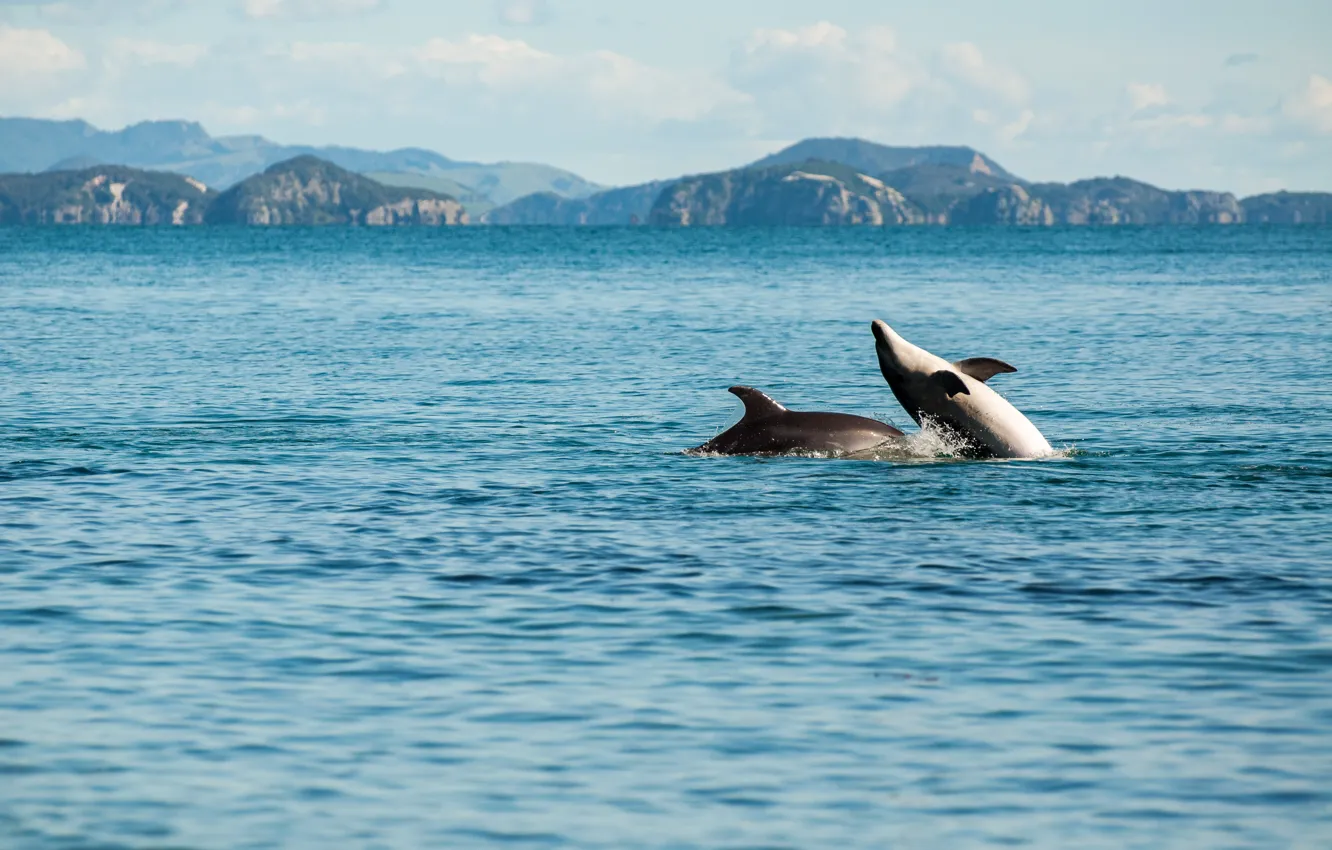 Фото обои sea, playing, enjoying, dolphins