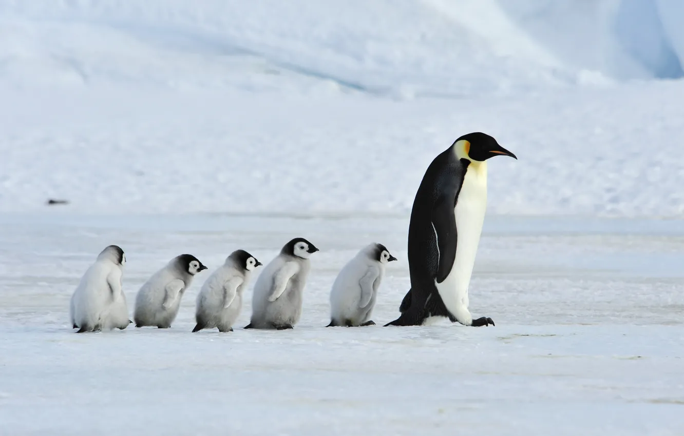 Фото обои father, family, mother, Emperor Penguins