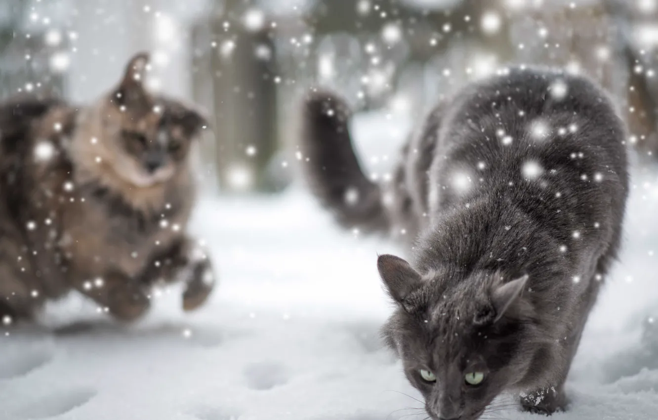 Фото обои зима, кошка, снег