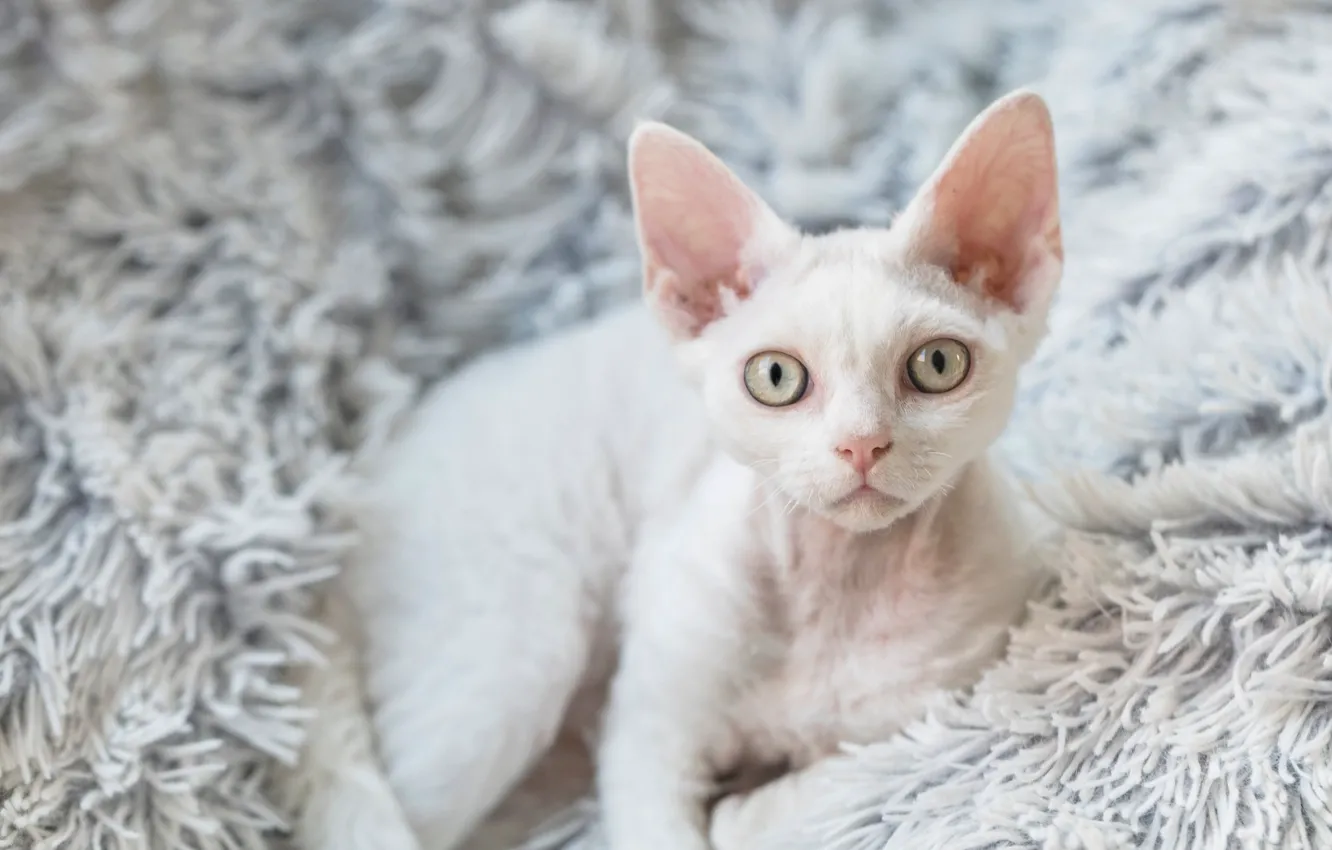 Фото обои кошка, кот, взгляд, поза, мордашка