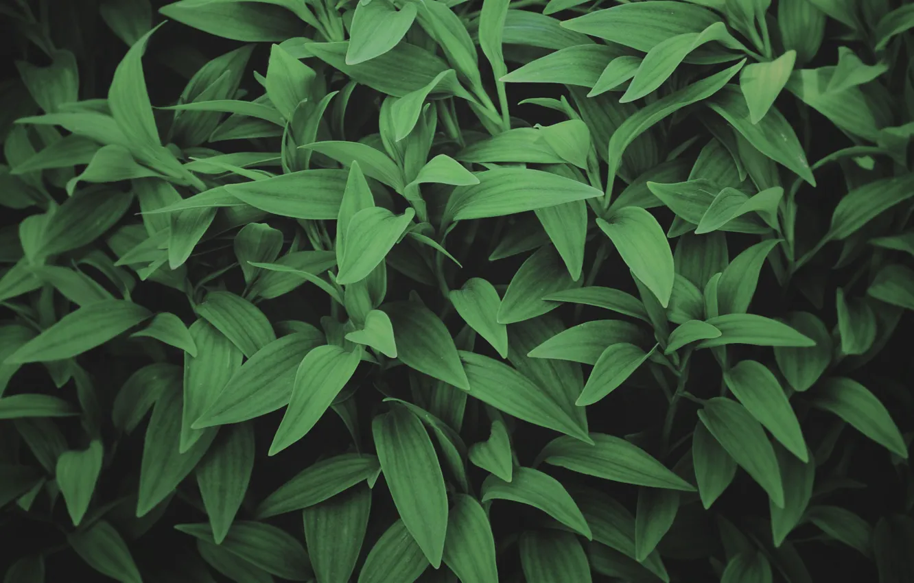 Фото обои зелень, листья, растения, хоста