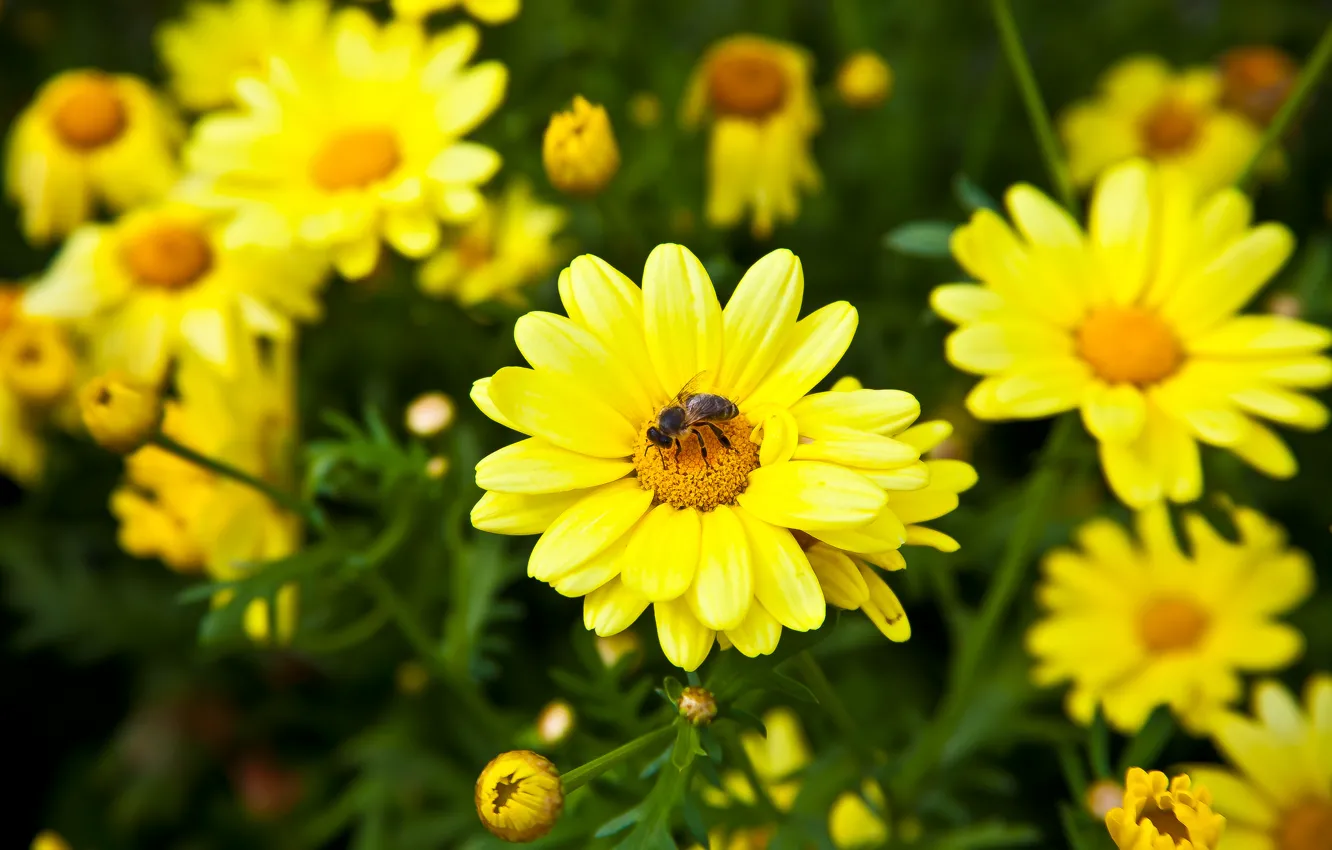 Фото обои цветы, пчела, лепестки, луг, насекомое