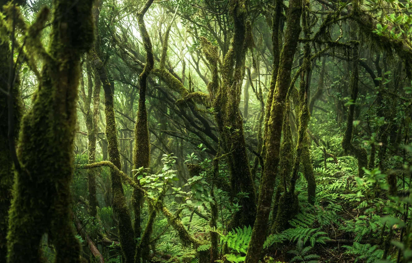 Фото обои Spain, Tenerife, Anaga Forest, Anaga