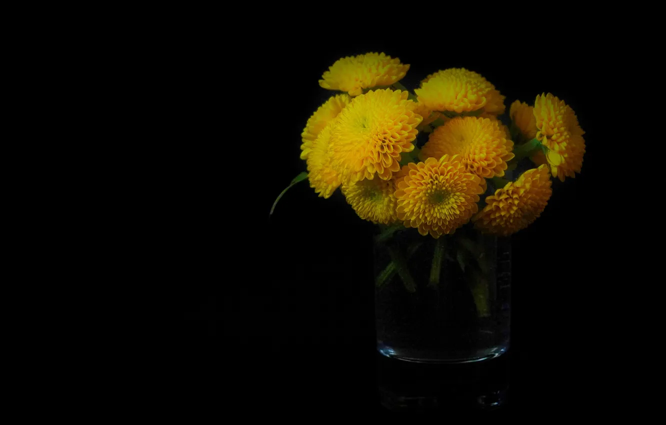 Фото обои цветы, стакан, букет, желтые, черный фон, хризантемы, композиция