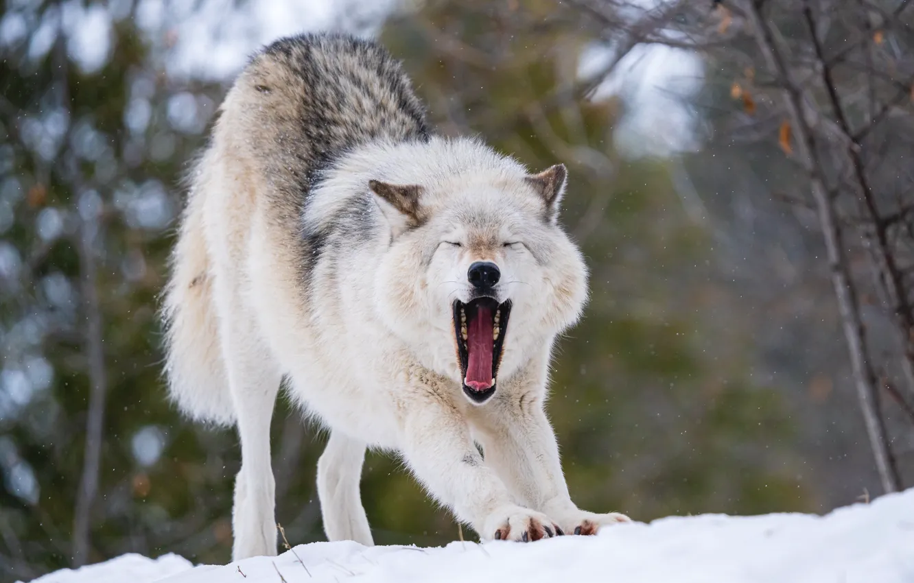 Фото обои зима, снег, волк, хищник, зевает