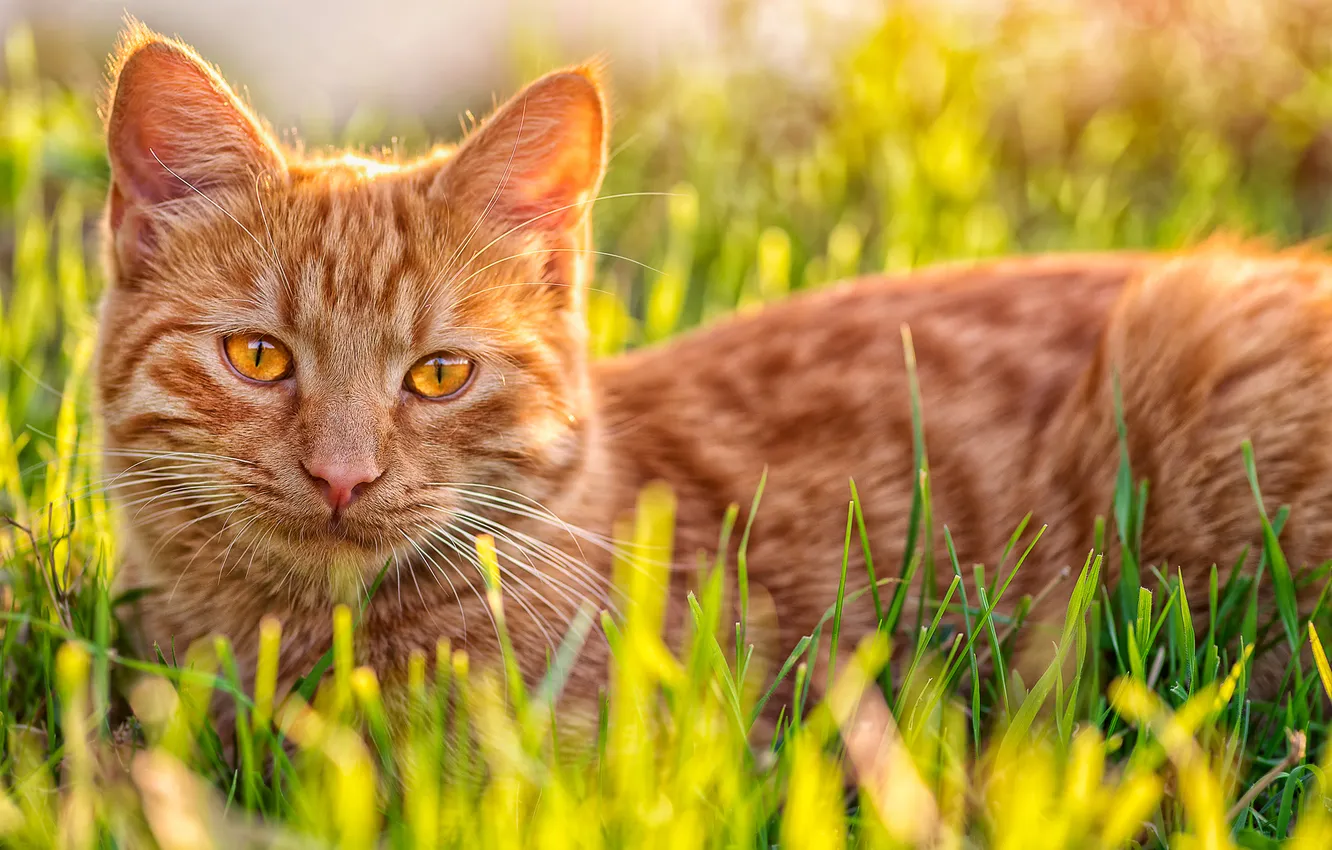 Фото обои кошка, трава, кот, рыжий, котэ