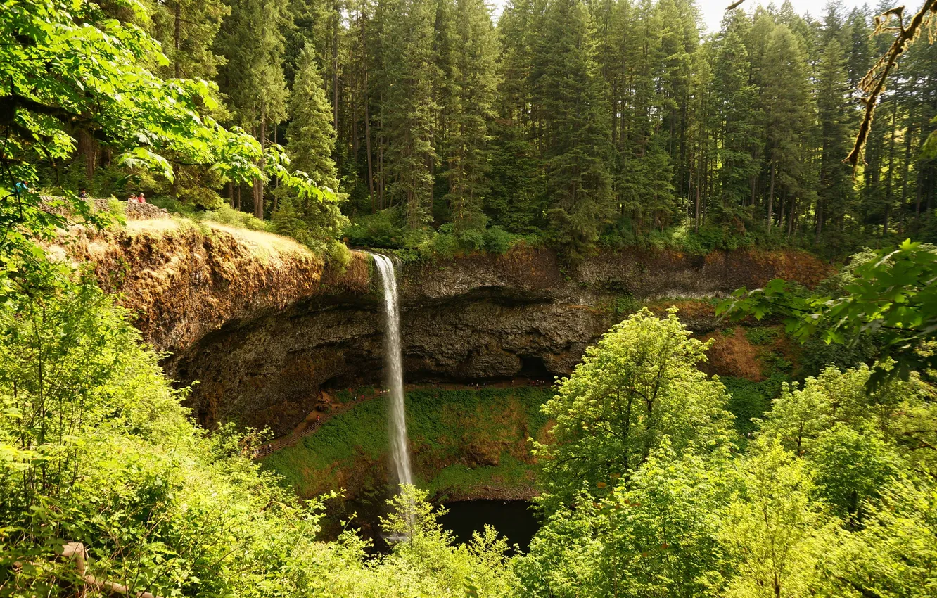 Фото обои зелень, лес, деревья, парк, обрыв, водопад, США, солнечно