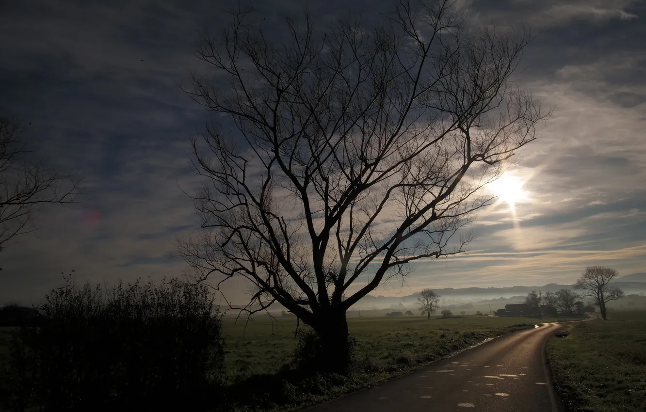 Фото обои дорога, дерево, утро