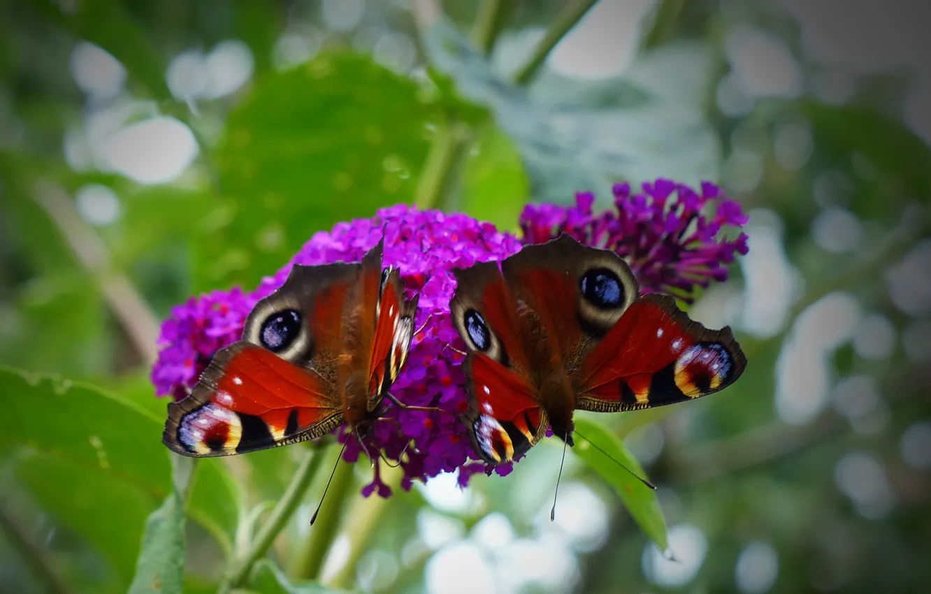 Фото обои цветок, узор, бабочка, растение, крылья