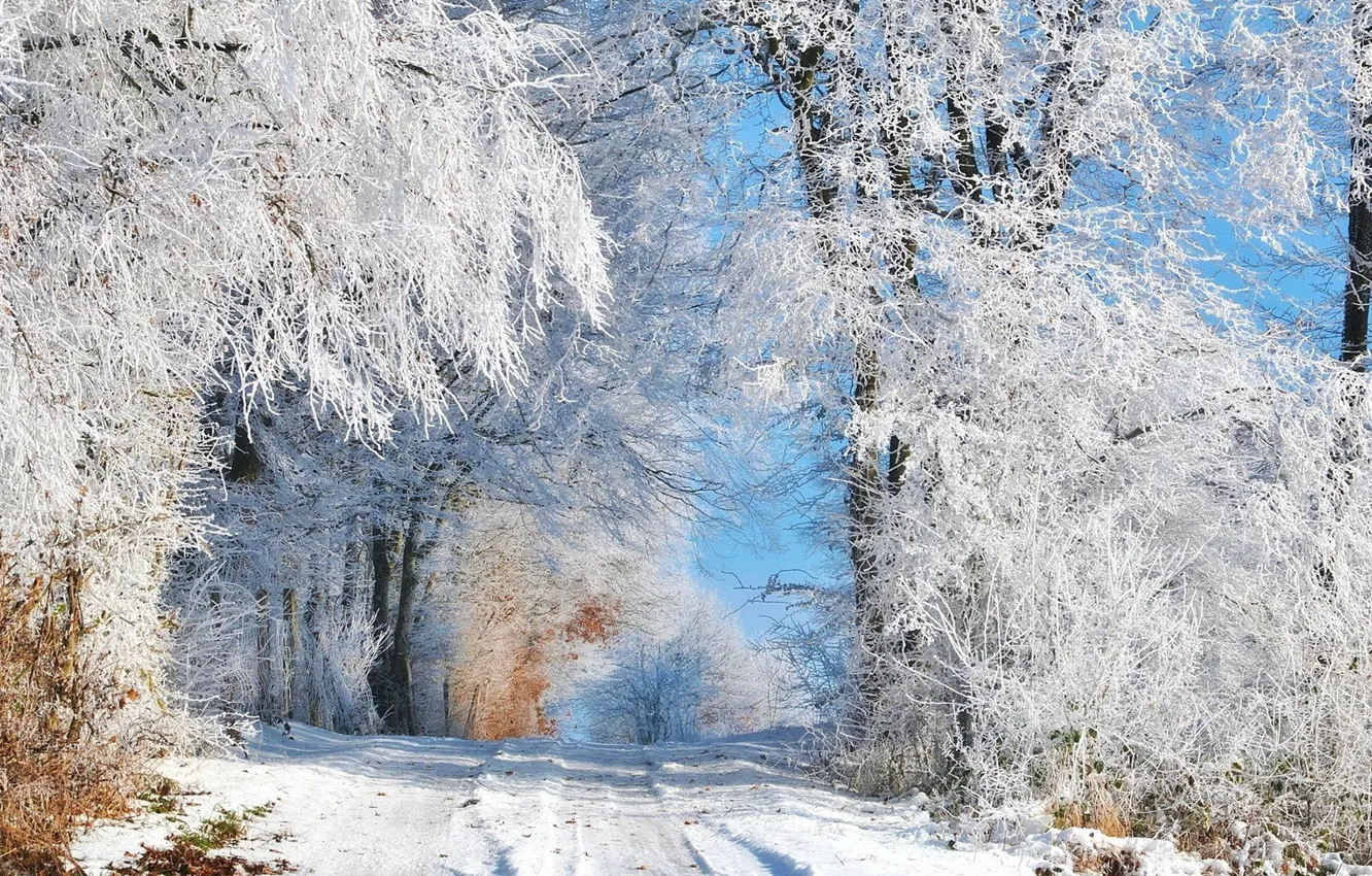 Фото обои зима, дорога, лес, небо, снег, деревья