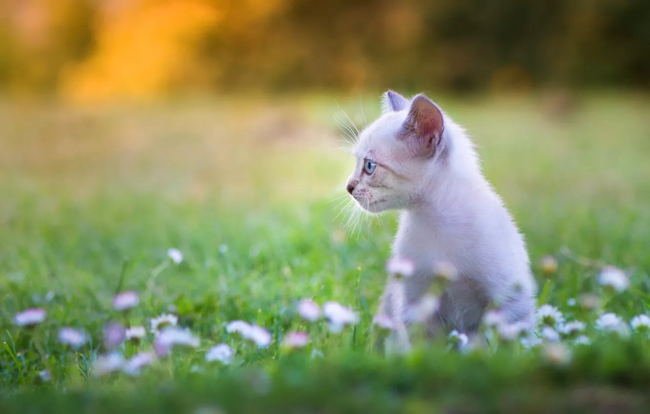 Фото обои кошка, белый, цветы, котенок, котёнок, полянка