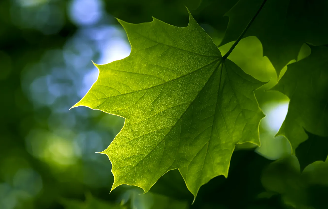 Фото обои зелень, лето, лист, клен