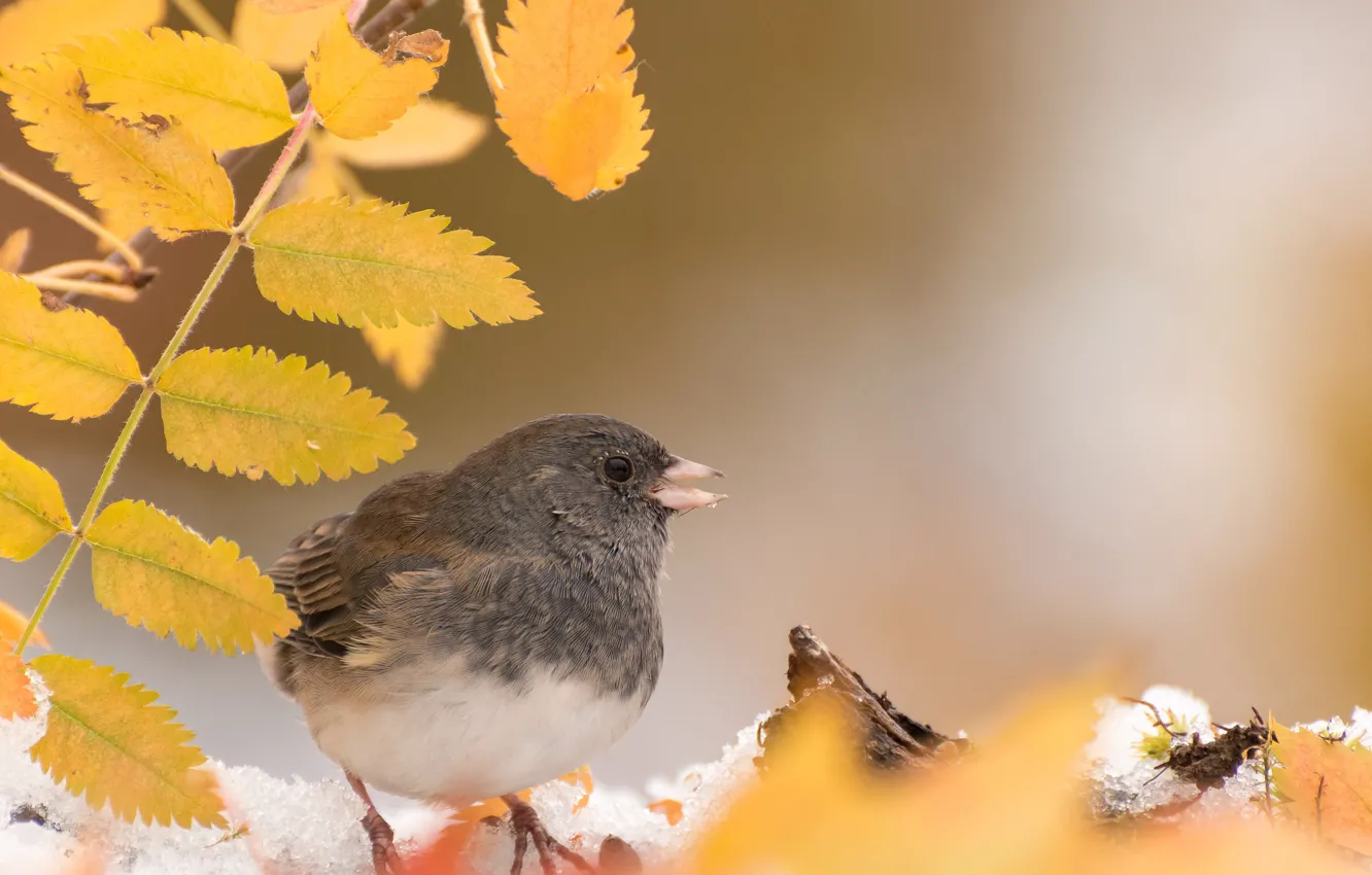 Фото обои осень, листья, птица, серый юнко