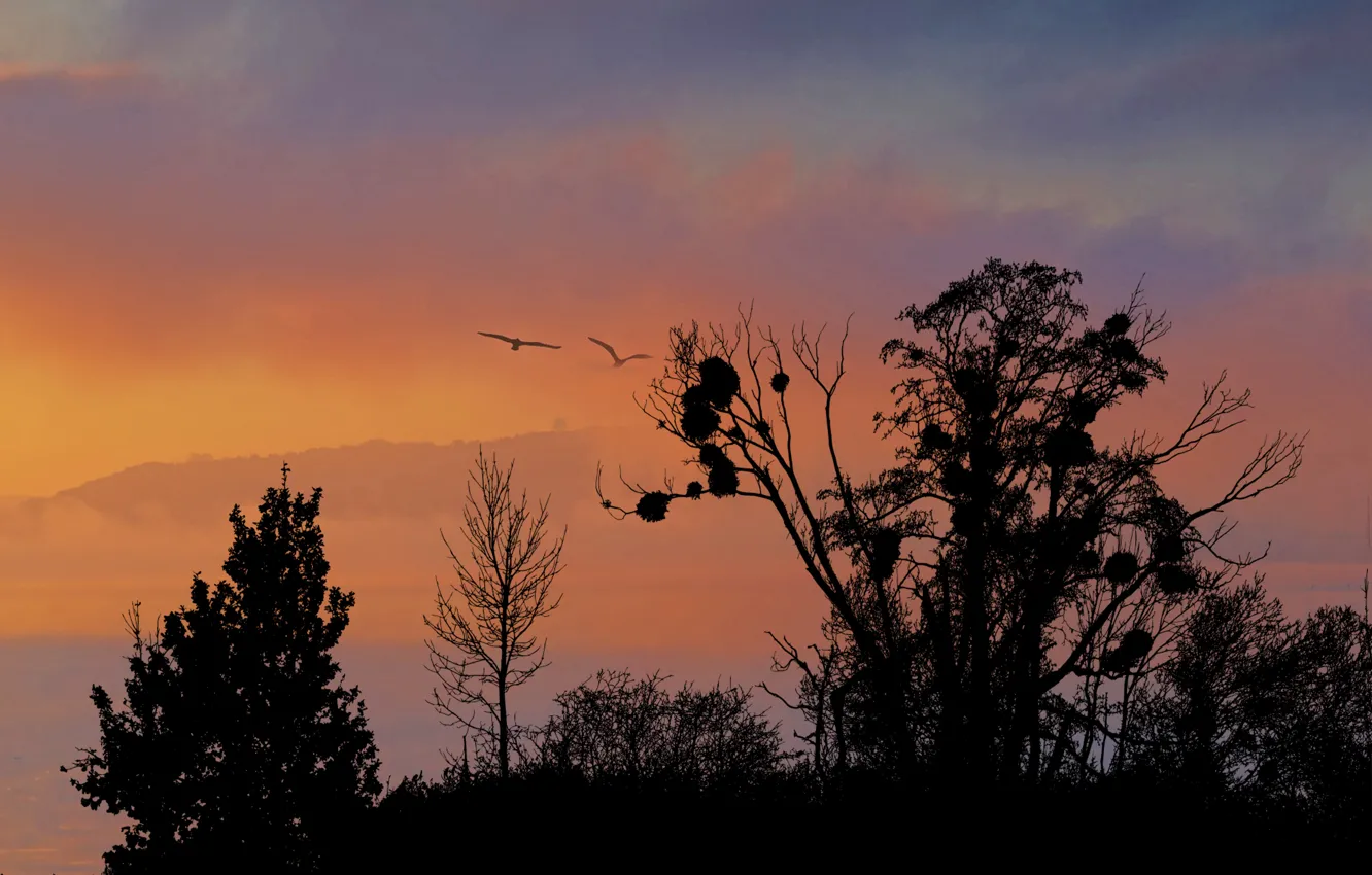 Фото обои sky, sunset, silhouette of trees