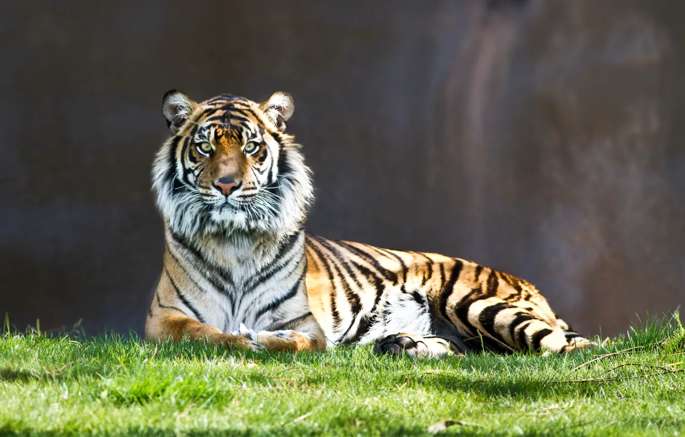 Фото обои взгляд, тигр, полосатый, киса