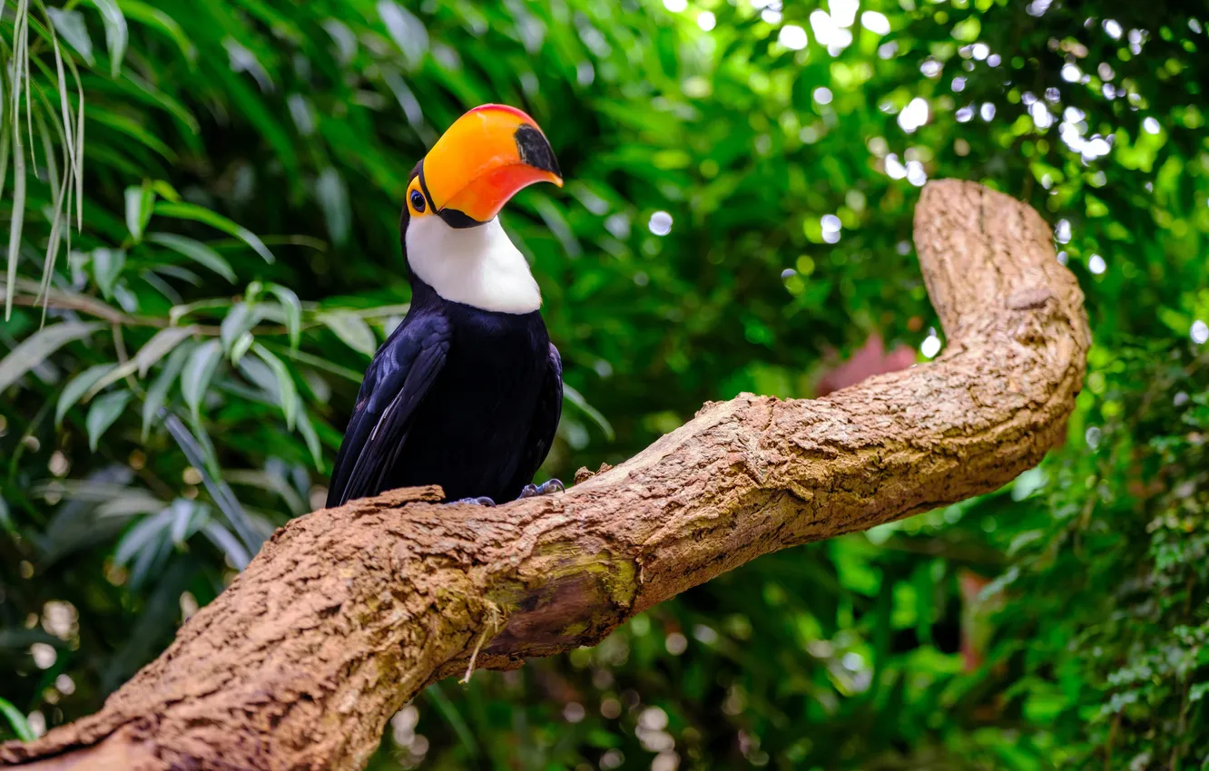 Фото обои птица, ветка, Тукан, Toucan, South American Tropical Forests, Токо, Toco, Тропические леса Южной Америки