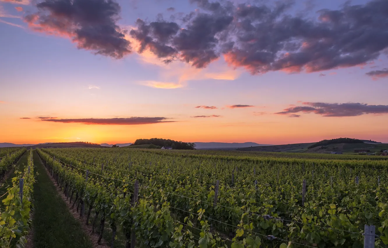 Фото обои поле, закат, виноградник