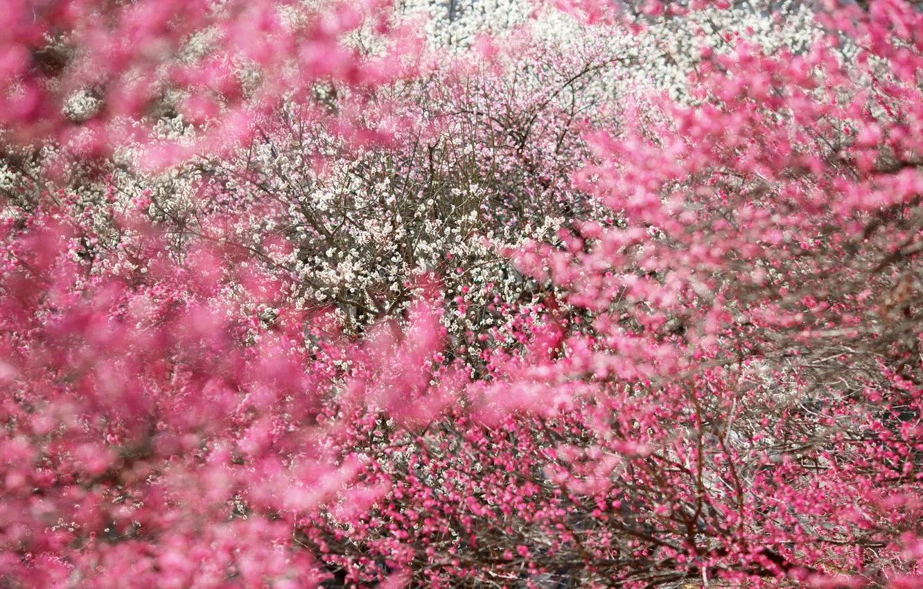 Фото обои деревья, цветы, лепестки, красиво, розовые, белые, pink, flowers