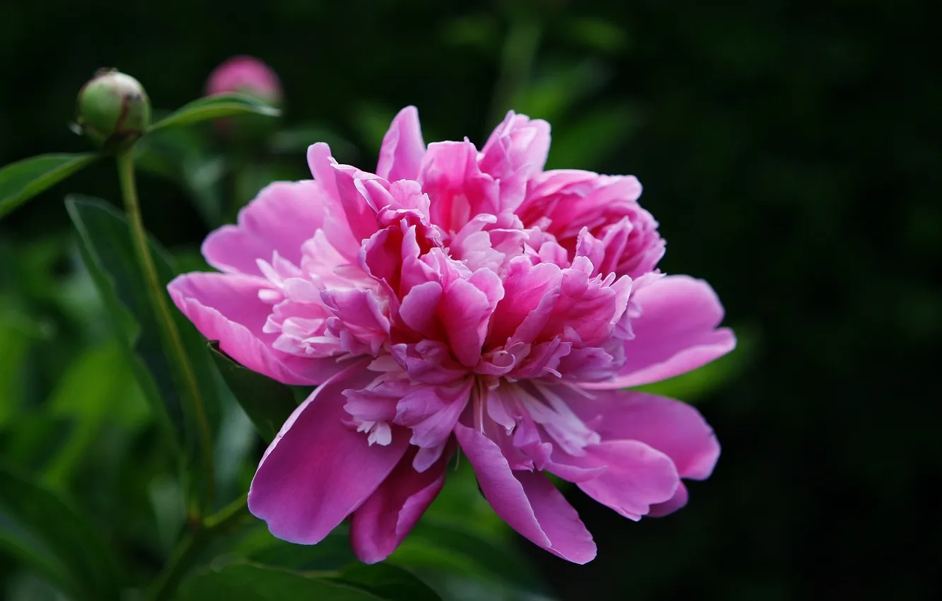 Фото обои цветок, розовый, пион