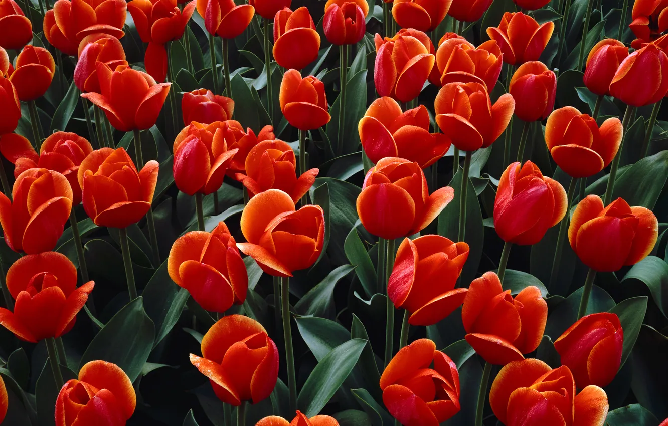 Фото обои красный, обои, луг, тюльпаны, клумба
