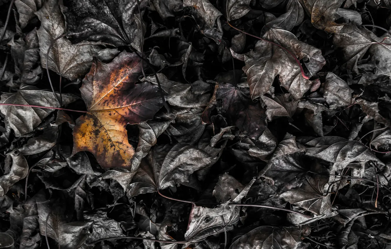 Фото обои листья, макро, burning leaf