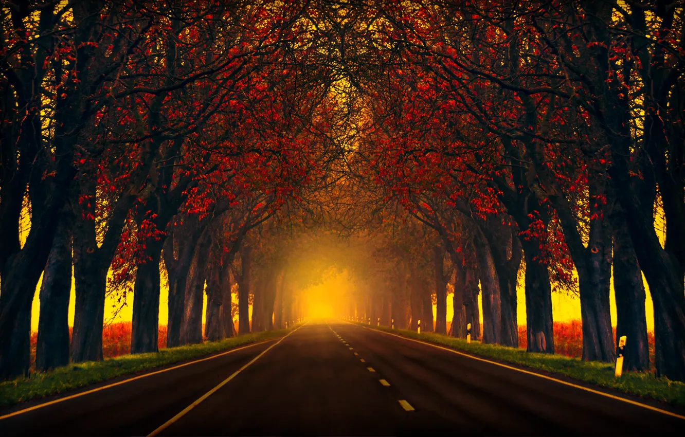 Фото обои дорога, осень, природа, Деревья