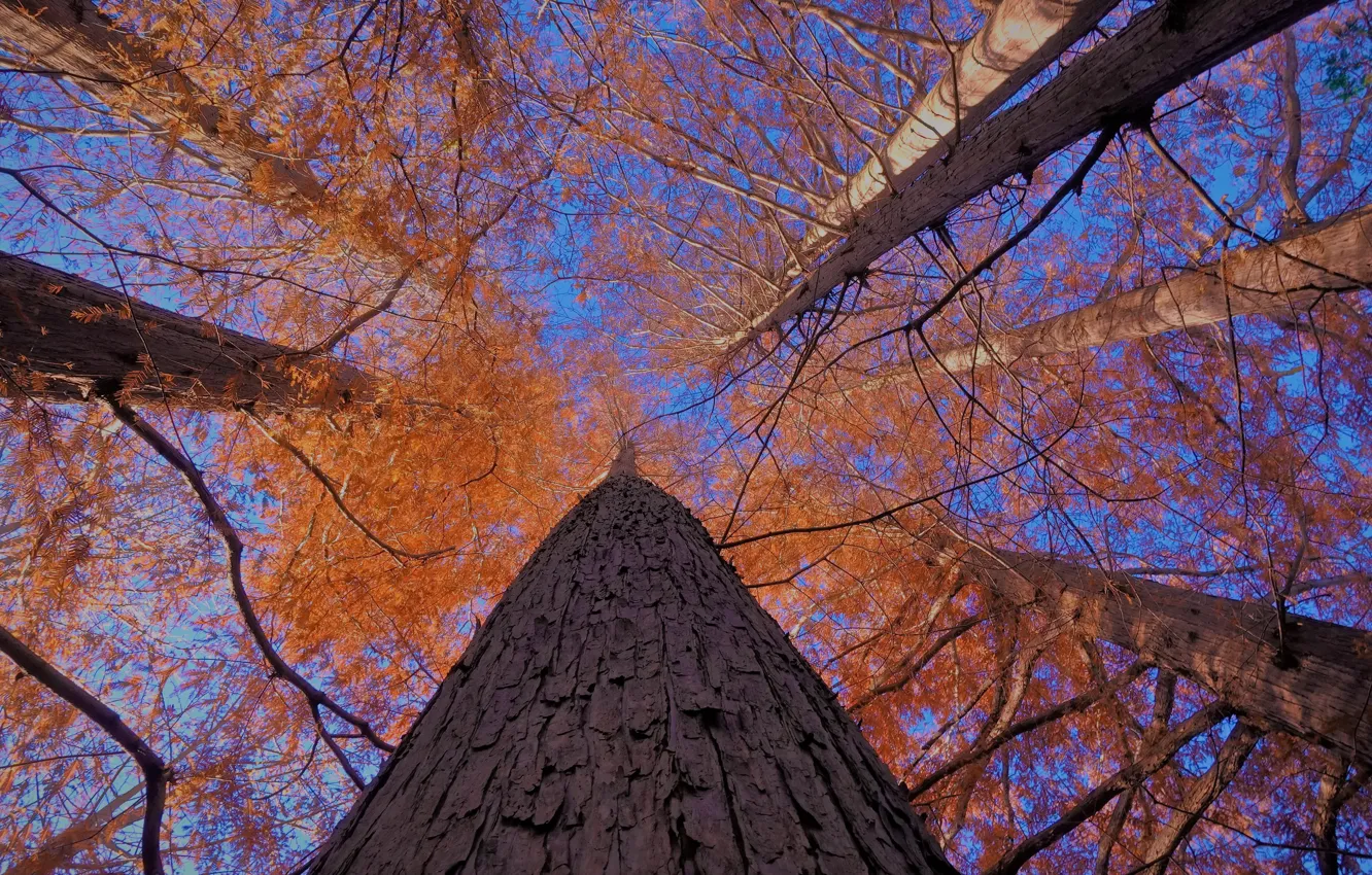 Фото обои небо, природа, дерево