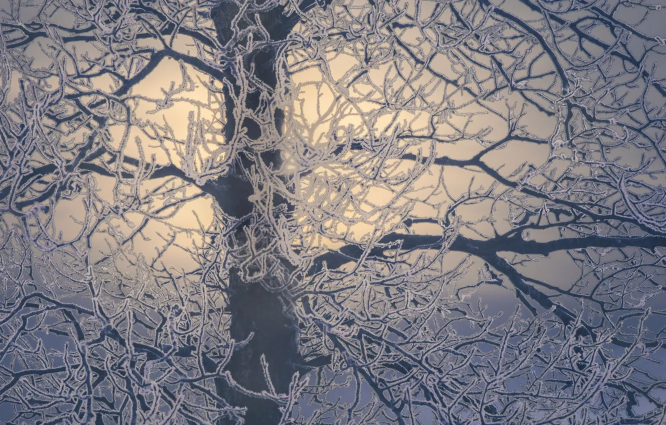 Фото обои зима, ветки, дерево, мороз, изморозь