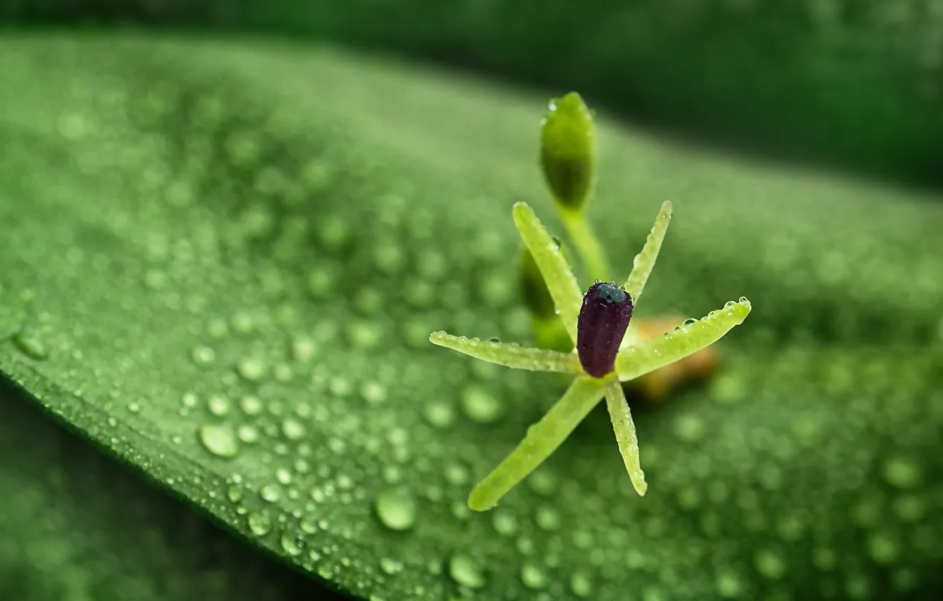 Фото обои green, wet, Flower, photography, nature, leaves, macro, water drops