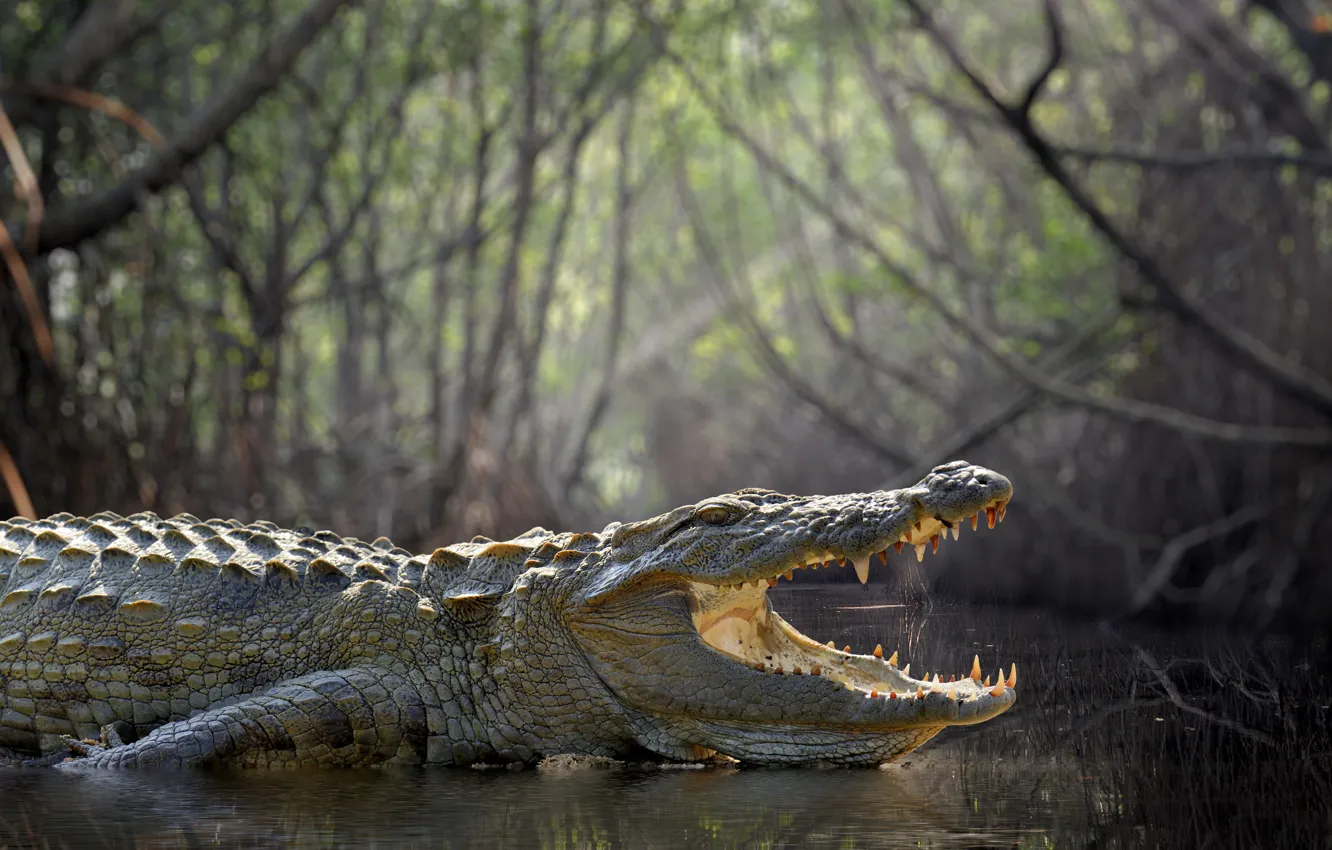 Фото обои forest, crocodile, swamp