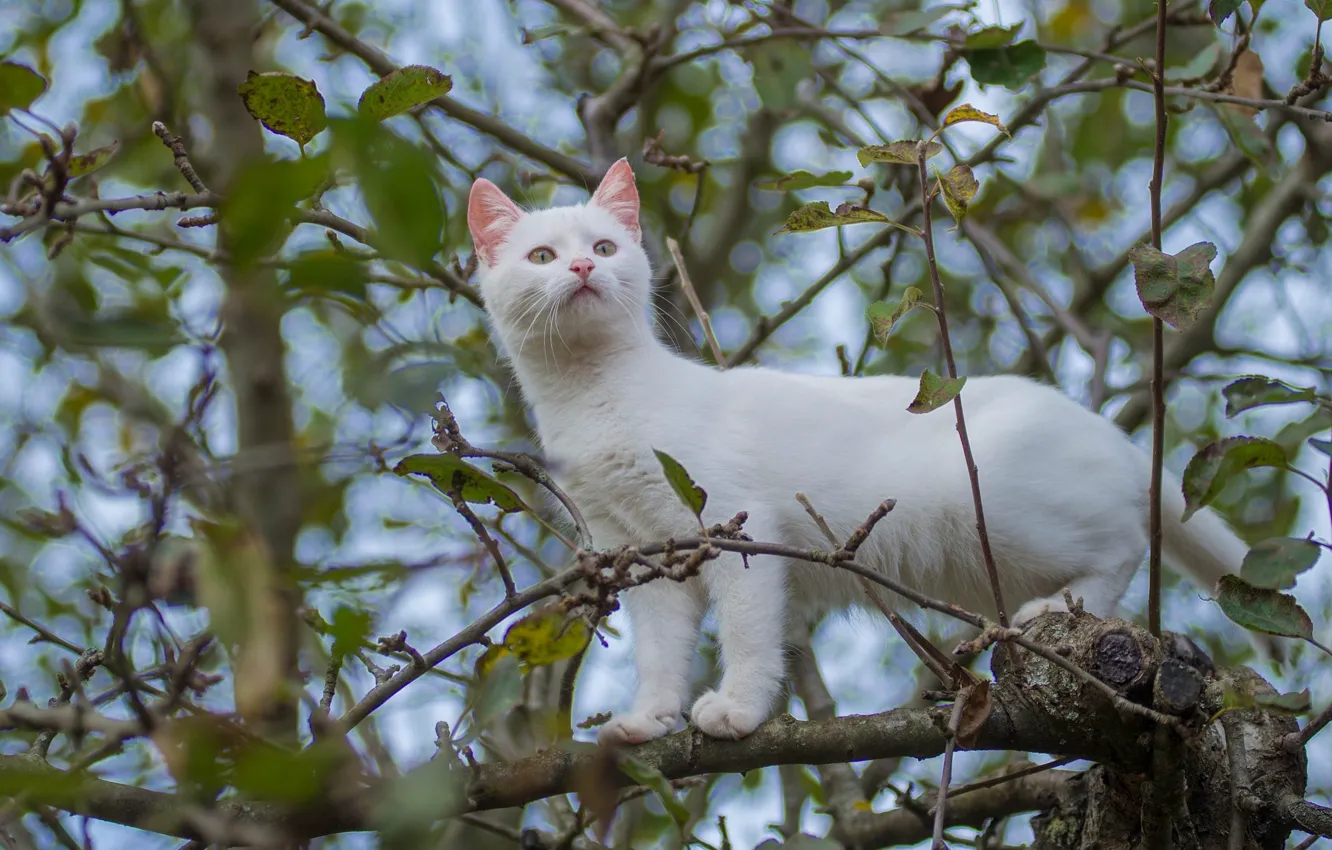Фото обои белый, кот, дерево