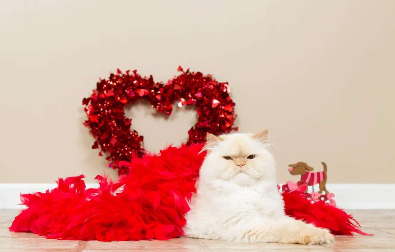 Фото обои кошка, белый, кот, любовь, стена, игрушка, сердце, перья