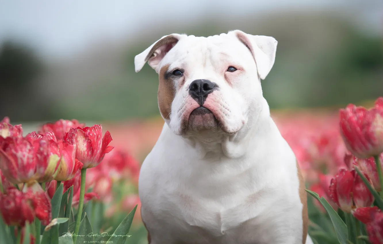 Фото обои взгляд, морда, цветы, собака, тюльпаны